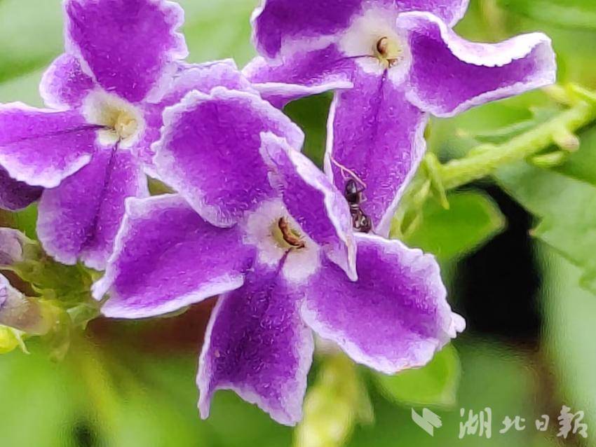 开心川麻电脑版